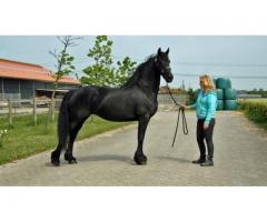 Friesian Gelding'in yeni bir kararlılığa ihtiyacı var.