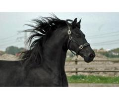 Friesian Gelding'in yeni bir kararlılığa ihtiyacı var.