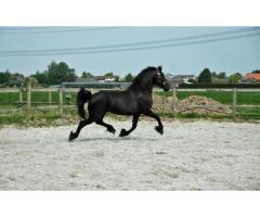 Friesian Gelding'in yeni bir kararlılığa ihtiyacı var.