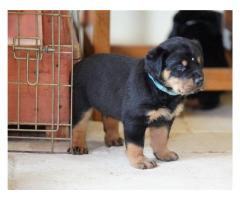 Sağlıklı Erkek ve Dişi Rottweiler yavruları