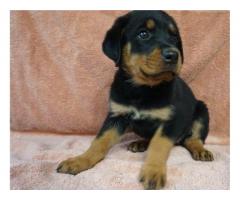 Sağlıklı Erkek ve Dişi Rottweiler yavruları