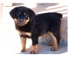 Sağlıklı Erkek ve Dişi Rottweiler yavruları