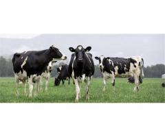 400 Holstein Open Heifers
