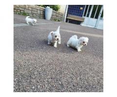 Sağlıklı Erkek ve Dişi Malta köpek yavruları.
