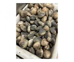 CamSeafoodWorldwide – Global Supplier of Seafood & Food Products