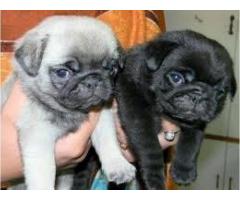 Awesome Pug Pups Available