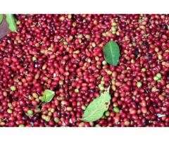 +256790560642 Arabica Robusta coffee beans from experienced coffee traders